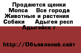 Продаются щенки Мопса. - Все города Животные и растения » Собаки   . Адыгея респ.,Адыгейск г.